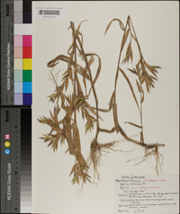 Dichanthelium scribnerianum image