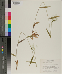 Panicum sphaerocarpon image