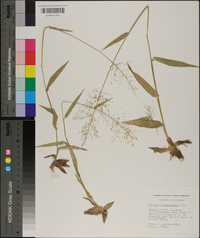 Panicum sphaerocarpon image