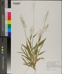 Panicum sphaerocarpon image