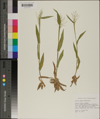 Panicum sphaerocarpon image