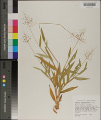 Panicum sphaerocarpon image