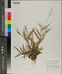 Panicum sphaerocarpon image