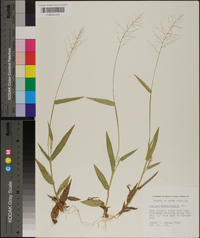 Panicum sphaerocarpon image