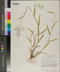 Panicum sphaerocarpon image