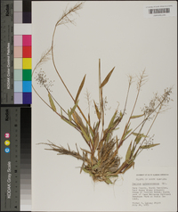 Panicum sphaerocarpon image