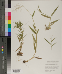 Panicum sphaerocarpon image