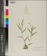 Panicum sphaerocarpon image