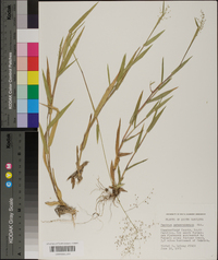 Panicum sphaerocarpon image