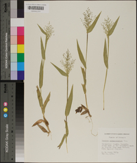 Panicum sphaerocarpon image