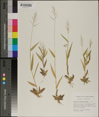 Panicum sphaerocarpon image