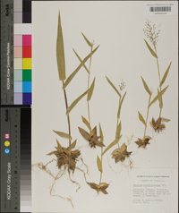 Panicum sphaerocarpon image