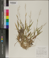 Panicum sphaerocarpon image