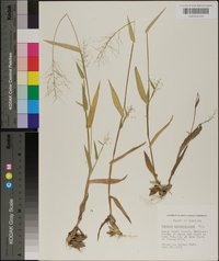 Panicum sphaerocarpon image
