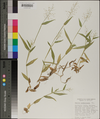 Panicum sphaerocarpon image