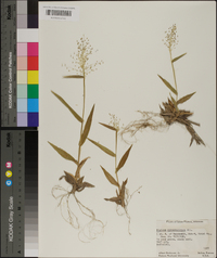 Panicum sphaerocarpon image