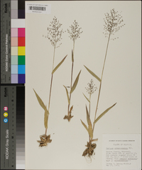 Panicum sphaerocarpon image