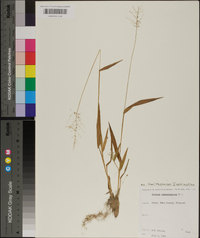 Panicum sphaerocarpon image