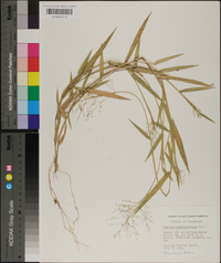 Panicum sphaerocarpon image