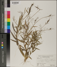 Panicum sphaerocarpon image