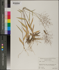 Panicum sphaerocarpon image