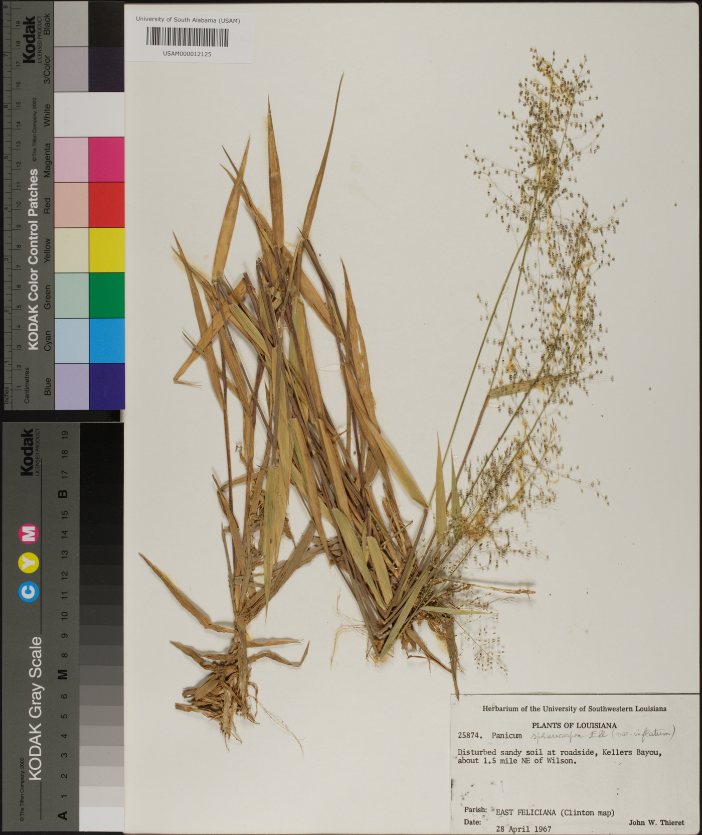 Panicum sphaerocarpon image