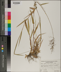 Panicum sphaerocarpon image