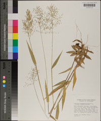 Panicum sphaerocarpon image