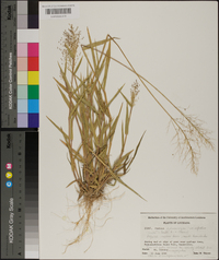 Panicum sphaerocarpon image