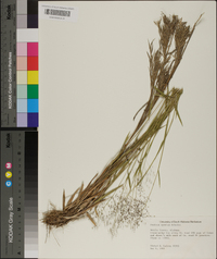 Panicum spretum image