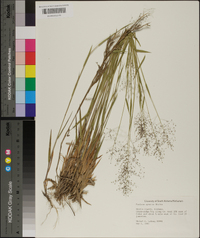 Panicum spretum image