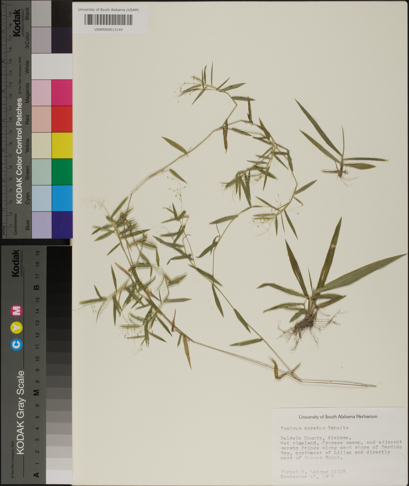 Panicum spretum image