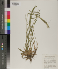 Panicum spretum image