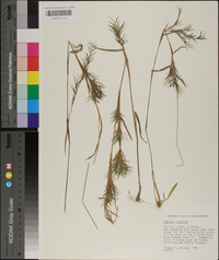 Panicum spretum image