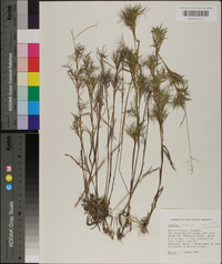 Panicum spretum image