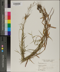 Panicum spretum image