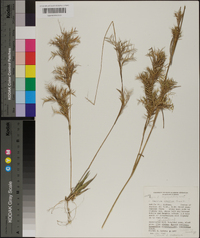 Panicum spretum image