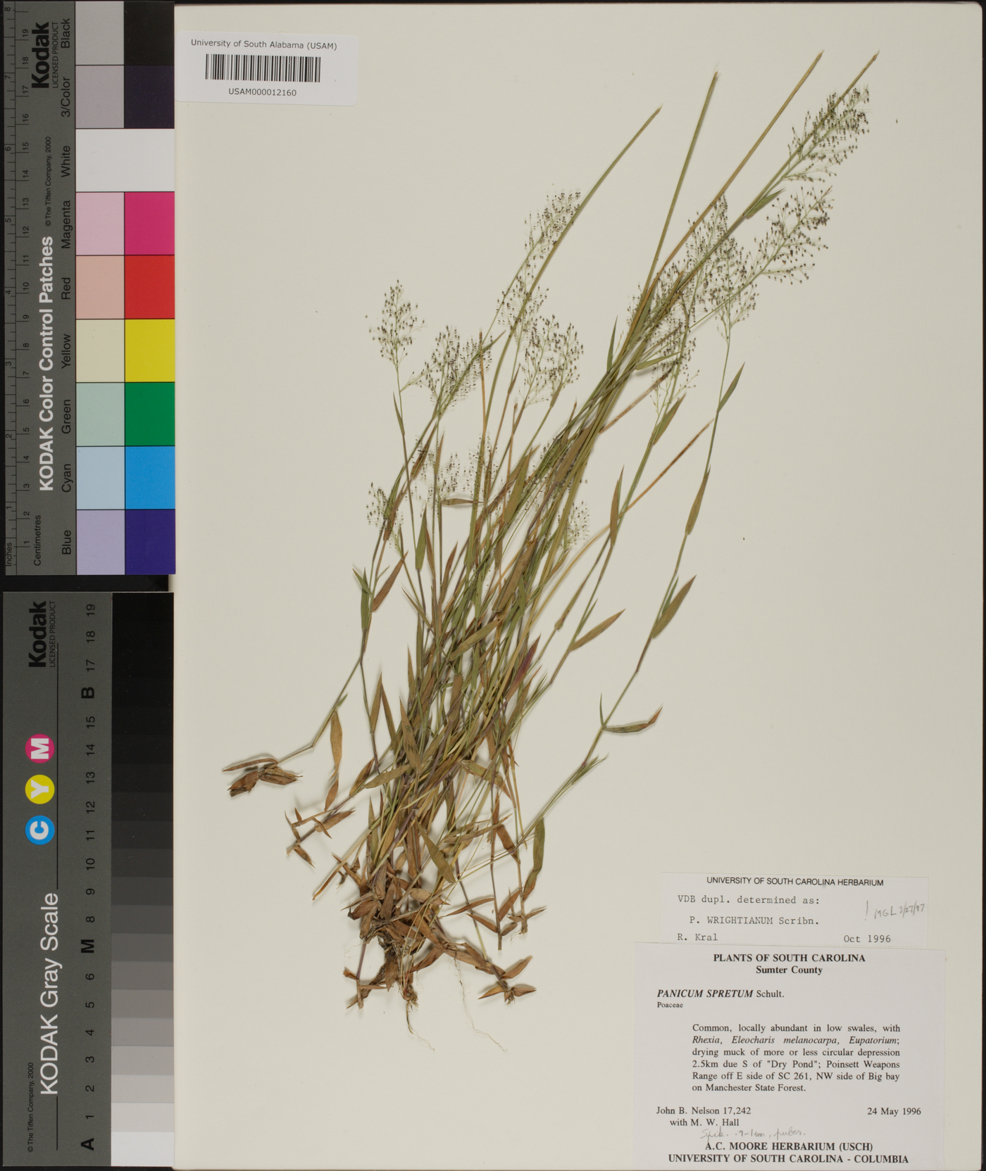 Panicum spretum image