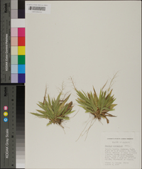 Panicum strigosum image