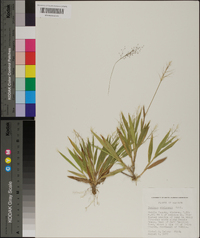 Panicum strigosum image