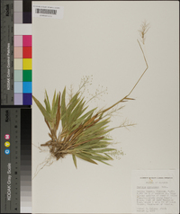 Panicum strigosum image