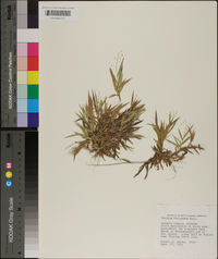 Panicum strigosum image