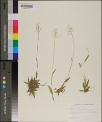 Panicum strigosum image