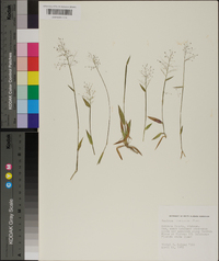 Panicum strigosum image