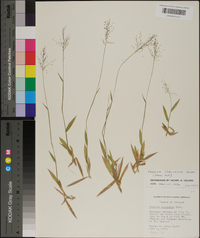 Panicum strigosum image