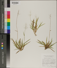 Panicum strigosum image