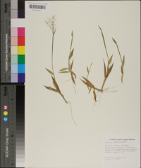 Panicum strigosum image