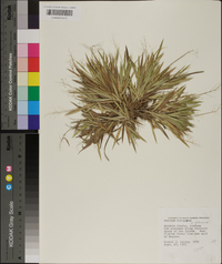 Panicum strigosum image