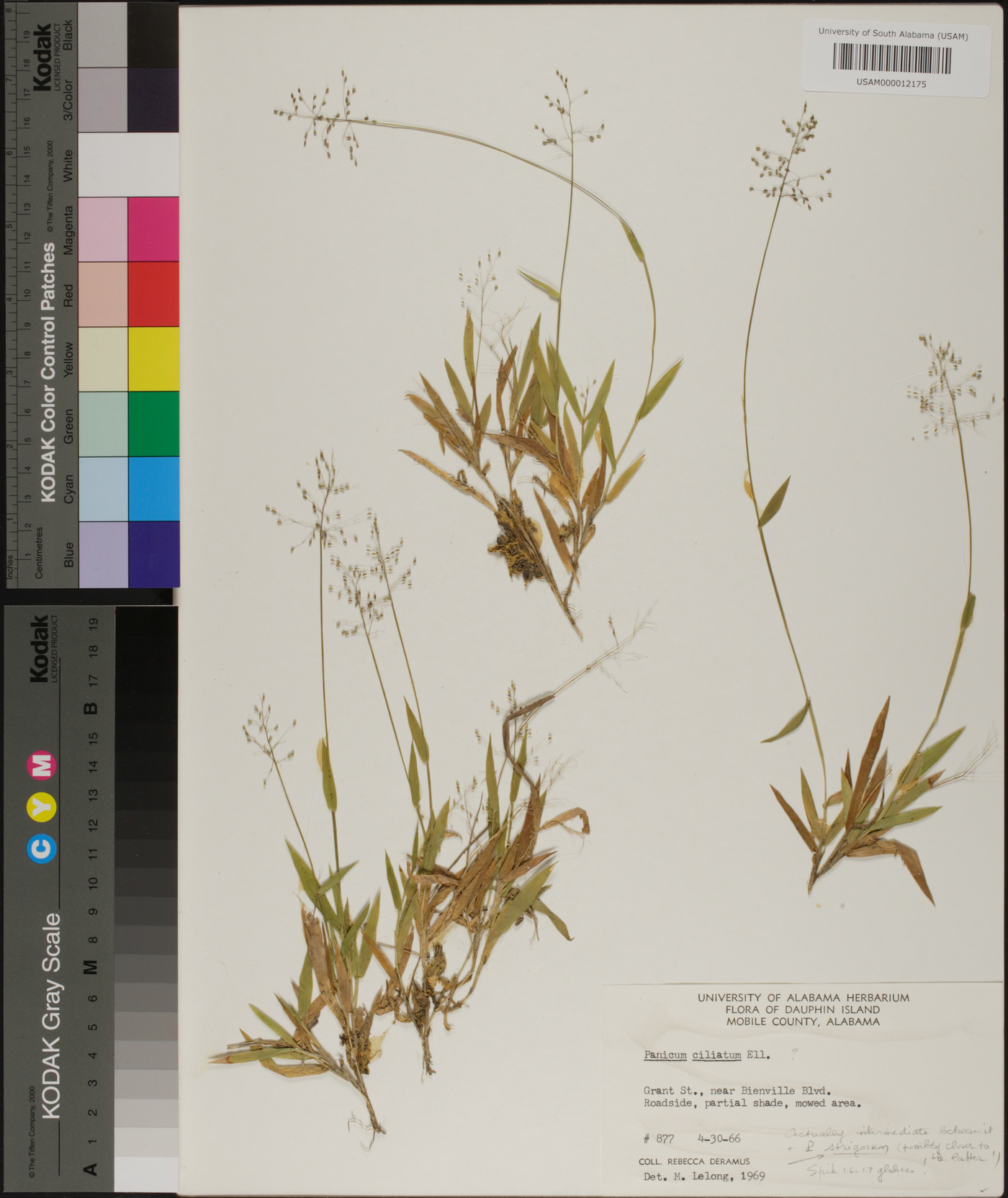 Panicum ciliatum image