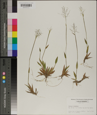 Panicum strigosum image